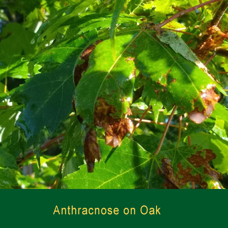 Anthracose on Oak Greensman Inc
