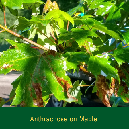 Anthracose on Maple Greensman Inc