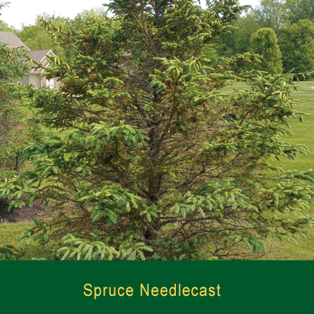 Spruce Needlecast Greensman Inc