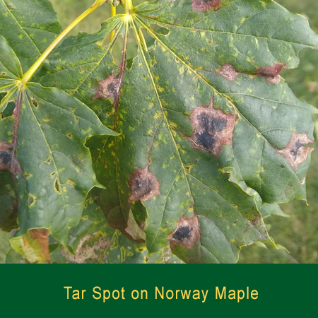 Tar Spot Norway Maple Greensman Inc
