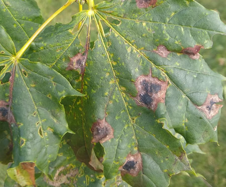 Tar Spot Norway Maple Greensman Inc