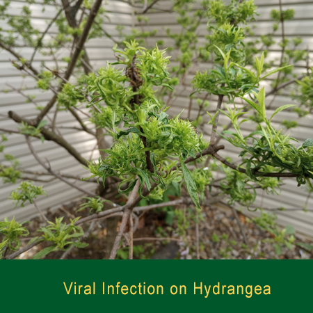 Viral Infection on Hydrangea Greensman Inc