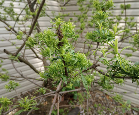 Viral Infection on Hydrangea Greensman Inc