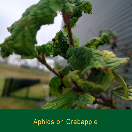 Aphids on Crabapple Greensman Inc
