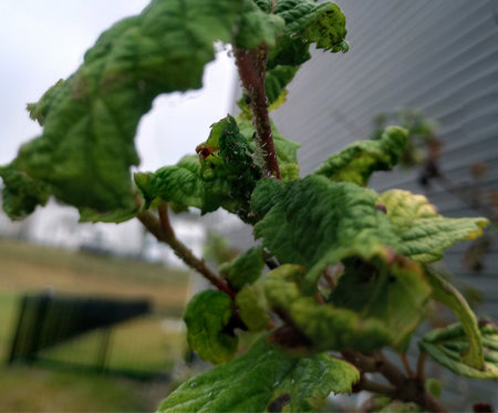 Aphids on Crabapple Greensman Inc