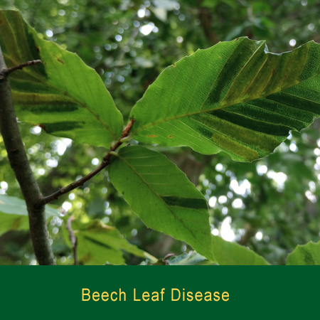 Beech Leaf Disease Greensman Inc