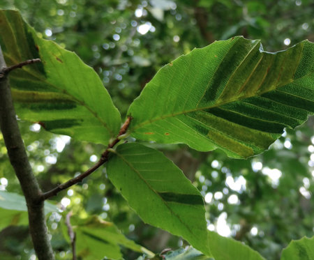 Beech Leaf Disease Greensman Inc