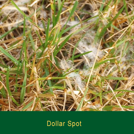 Dollar Spot Greensman Inc