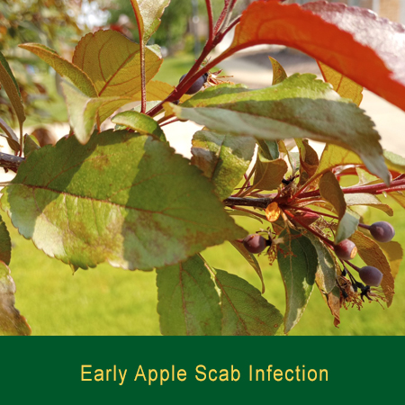 Early Apple Scab Infection Greensman Inc