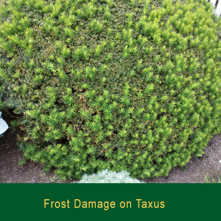 Frost Damage Taxus Greensman Inc