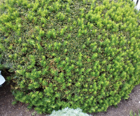 Frost Damage Taxus Greensman Inc