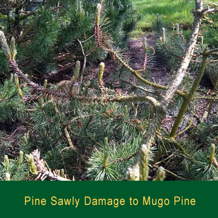 Pine Sawly Damage to Mugo Pine Greensman Inc