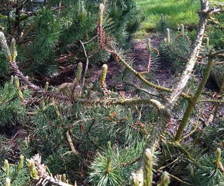 Pine Sawly Damage to Mugo Pine Greensman Inc