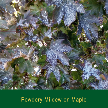 Powdery Mildew on Maple Greensman Inc