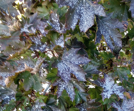 Powdery Mildew on Maple Greensman Inc