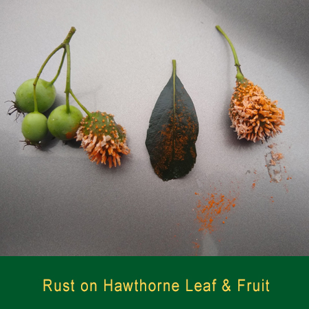 Rust on Hawthorne Leaf and Friut Greensman Inc